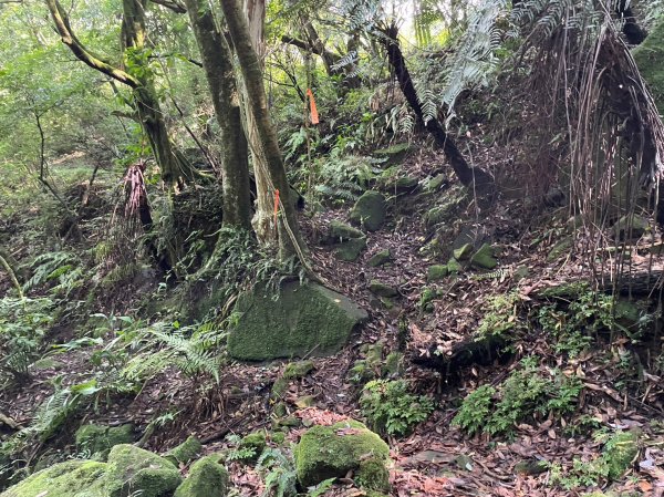 竹篙山山腰古道2204066