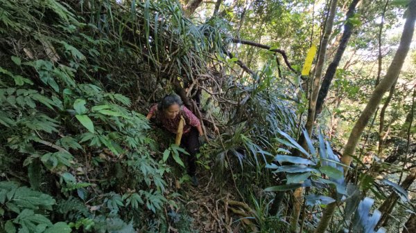 忘憂古道往白石後仙洞由東勢格古道走到平溪國中2908185