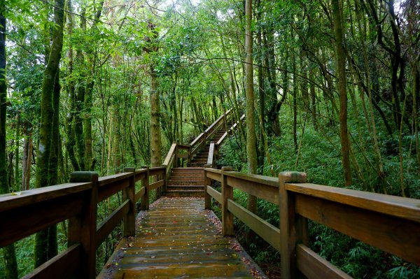 檜山巨木森林步道481603