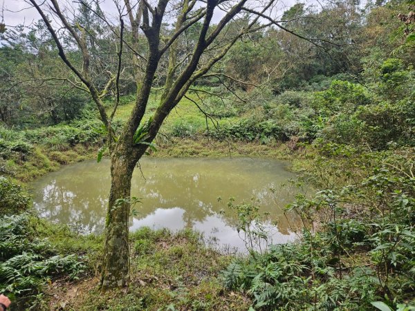 20241229貢寮到大溪(長潭山-西山-丁蘭山-三方向山-鹿窟尾山-睏牛山)2678874