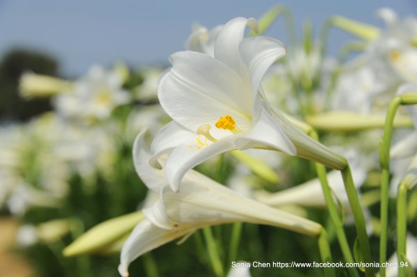 浪漫白色炫風「古吹花」2023 D0502 桃園觀音鄉白千層鐵砲百合花園