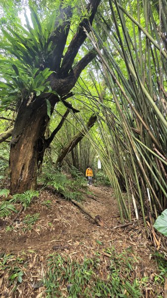 即將春季的百花齊放鵝尾山串行古圳道及平菁街42巷賞櫻健行O型走2988705