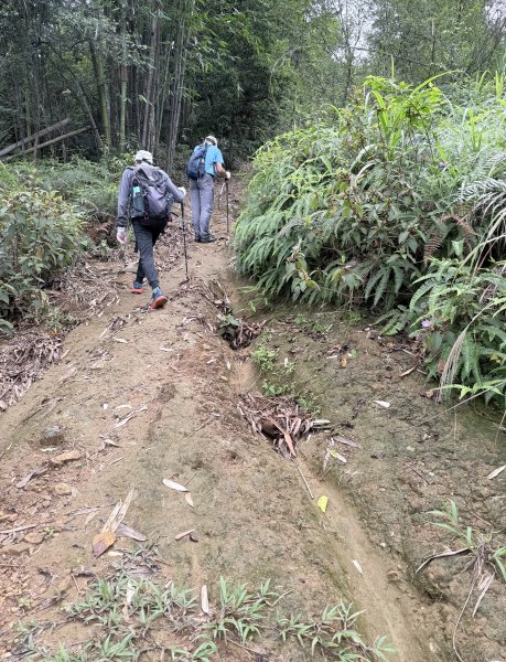 埔里登蜈蚣崙山、板仔寮山 2025.6.182815501