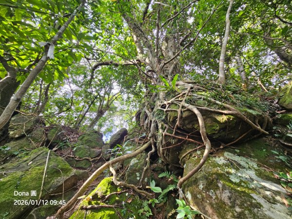 20260112月扇湖山&四分子古道O走+烏塗溪步道2986527