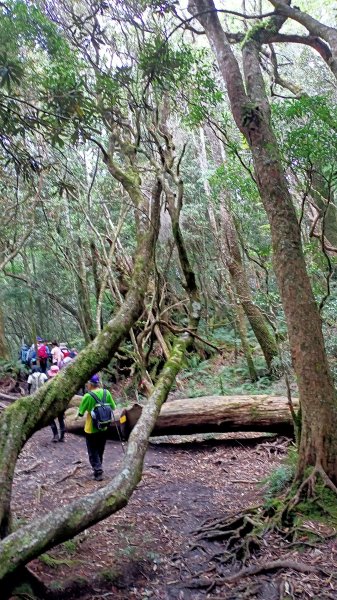 塔曼山：新北市第一高峰之樹的國度1860939