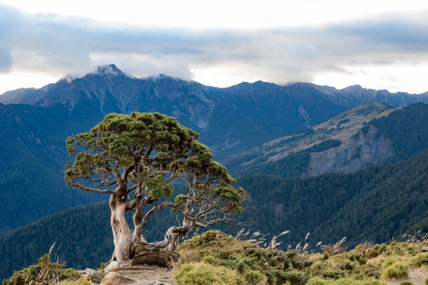 合歡北峰-圓柏的視野466848