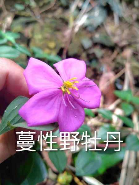 烏山、刣牛湖山、竹子尖山2891952