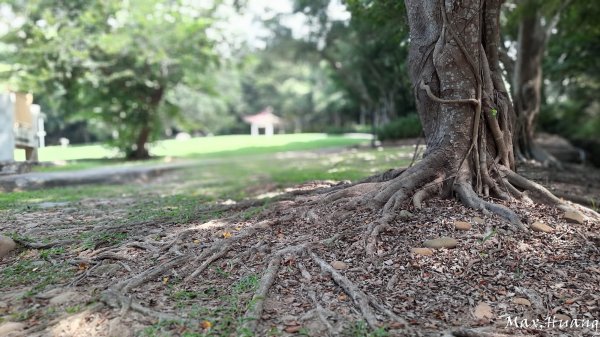 《台中》秋節秋虎｜大肚環保公園登山步道202310012301198