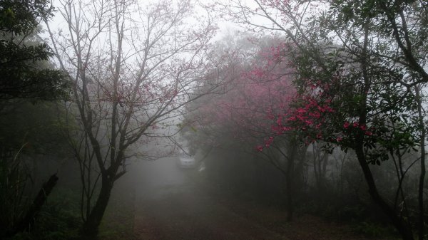 雨中賞櫻、霧裡看花2036584