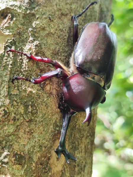 福源山步道-鶯歌大榕樹平台2847753