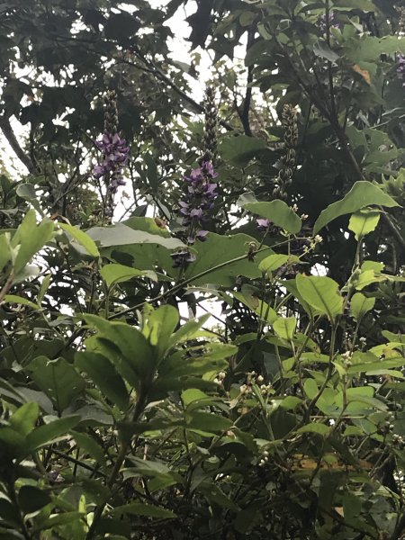 馬那邦山之慶1108945