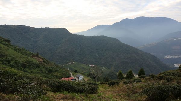 南投｜高峰山 有機段木菇農場110094