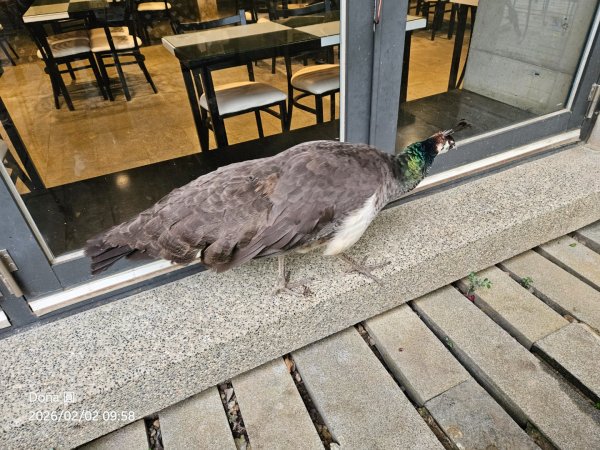 20260202徒步明德水庫大環湖2992469