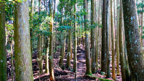 油羅山(一上三下)2959145