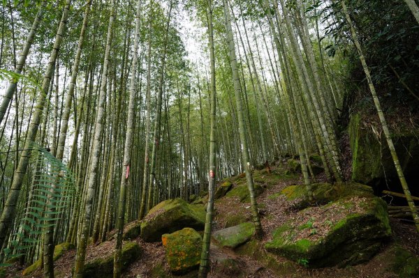 南投 鹿谷 溪頭山、竹崙山、志騰山2730626