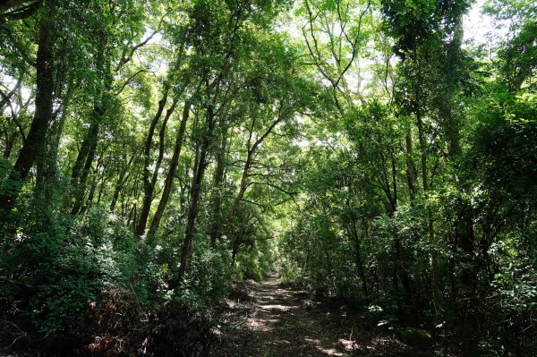 苗栗 三義 枕頭山、南片山2801760