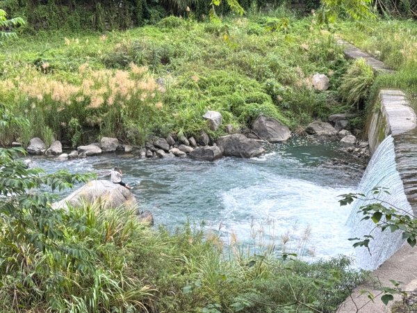 清泉 雪霸農場 野馬瞰山2925854