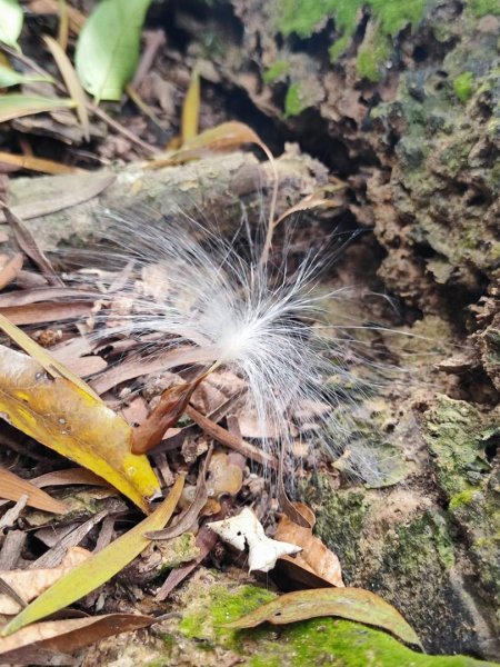 三義三通嶺-銅鑼杭菊（古道巡禮類環島小探險近25K）2957959