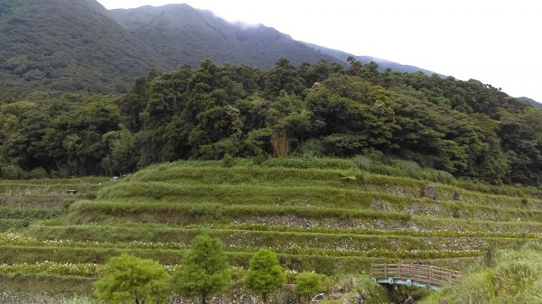 【臺北大縱走2】頂湖和竹子湖賞繡球花海芋981862