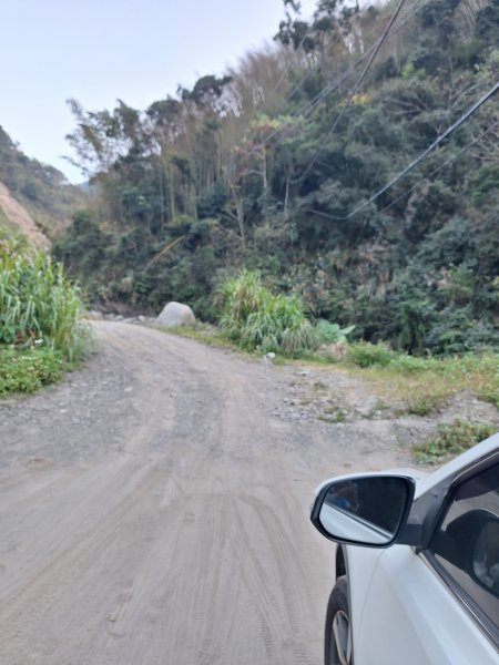 神木村千年樟木202512112959522