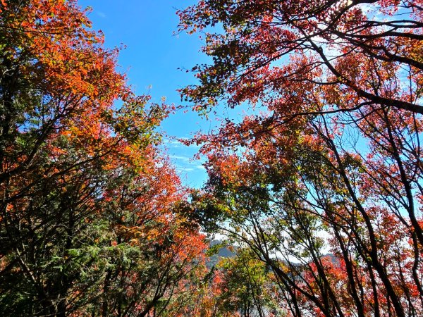 鳶嘴稍來山之楓紅／雲海2974078