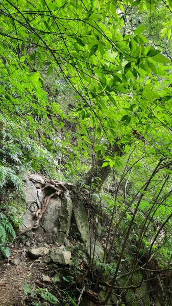 《新竹》斷崖神木｜北得拉曼步道小P繞202510172917575