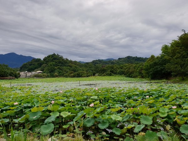 【新聞】東勢林業文化園區暑假不打烊 夏日悠閒賞荷去