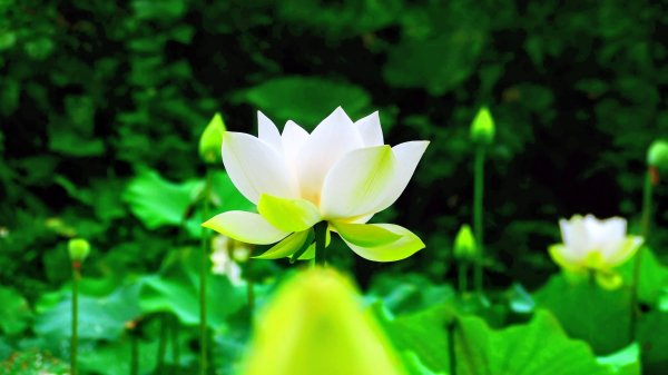台灣藍鵲3074007