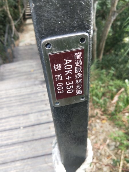 龍過脈森林步道2372902