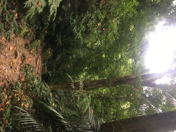 鳶山三連峰O繞一圈（三峽老街祭五臟廟 #鳶山 #鳶山東峰 #鳶尾山 #鳶山岩 #三峽老街2683247