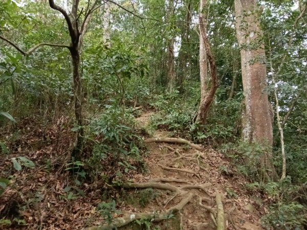關西鎮太元宮-赤柯山-赤柯山南峰-東獅頭山-西獅頭山-東獅頭山8字走3022858