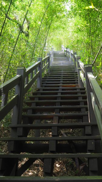 《台中》貓仔龍貓｜后里鳳凰山觀音山登山步道O繞202505042777250