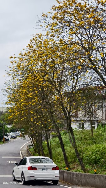 #中山樓 #陽明公園 #十八份 #吉野櫻 #墨染櫻（花葉同開） #山海觀馬場 #黃花風鈴木3011432