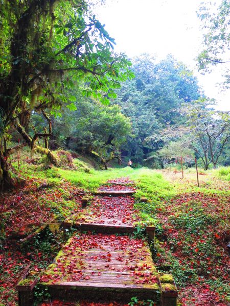 走塔山步道 攀上阿里山之巔406502