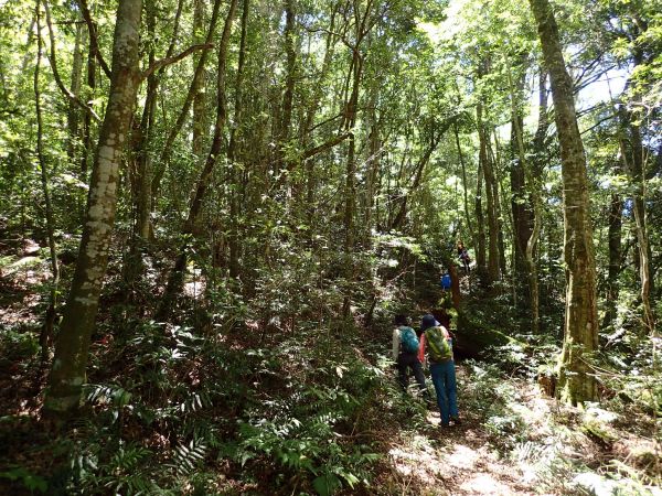 桃園復興區 低陸山 (鐵立庫山)157435