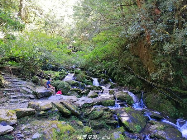 【桃園。復興】有氧森呼吸。 山迢路遠超美的拉拉山神木群步道1501113
