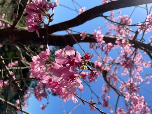 復興鄉悠然秘境櫻花🌸林野餐🧺2722972