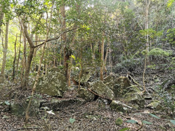 步道巡訪員│鳥嘴山步道 2 月巡訪日誌820145