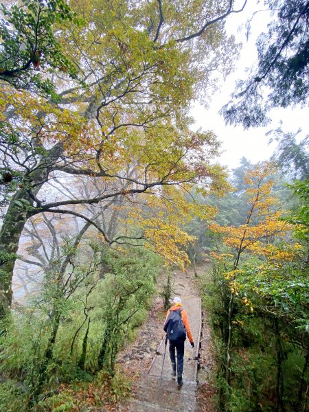 太平山山毛櫸步道與浪漫金黃相遇    2021/11/161519134