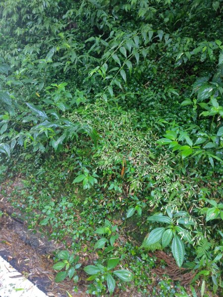 再訪雙林山、杜仔湖步道、雙子山2817922