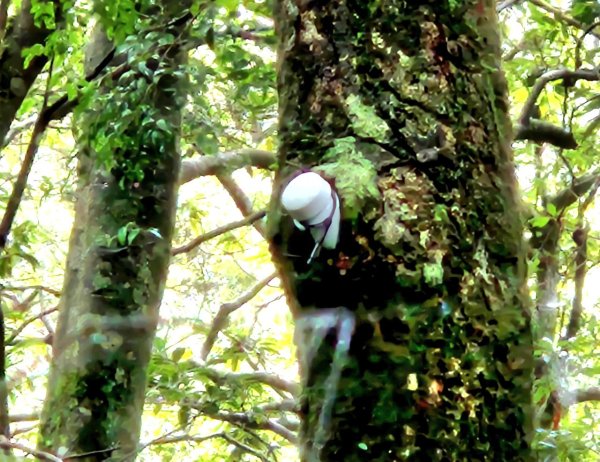 【中級山縱走】觀雪縱走（雪見大板根，仰天神木，北坑山，司馬限林道）2741250