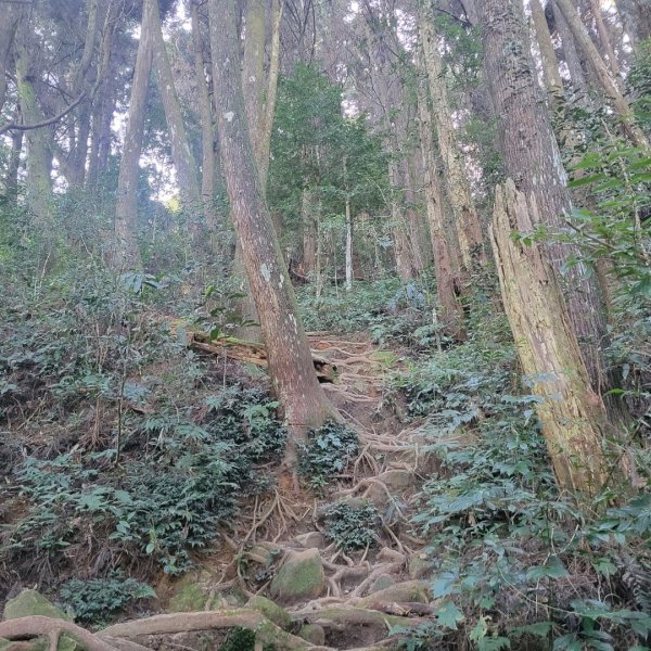 金柑樹山、忘憂森林、嶺頭山（小百岳）2343806