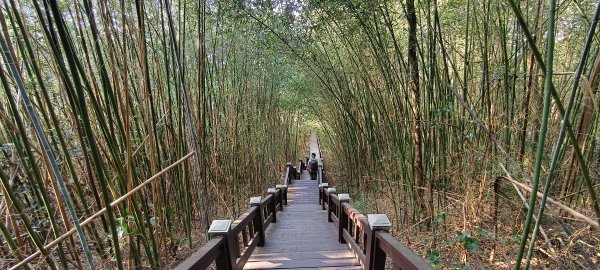 2026/02/15-后里觀音山+鳳凰山3005073