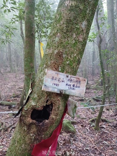 【台中和平】迷霧山林。 谷關七雄~屋我尾山(大雪山北登山口)2339087