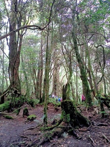 塔曼山：新北市第一高峰之樹的國度1860933