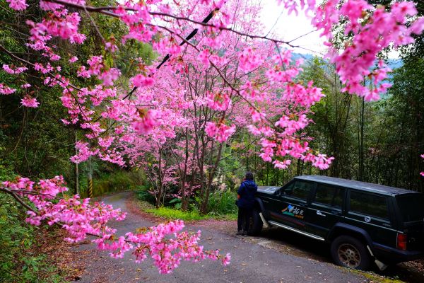 櫻木花道追櫻之旅272610