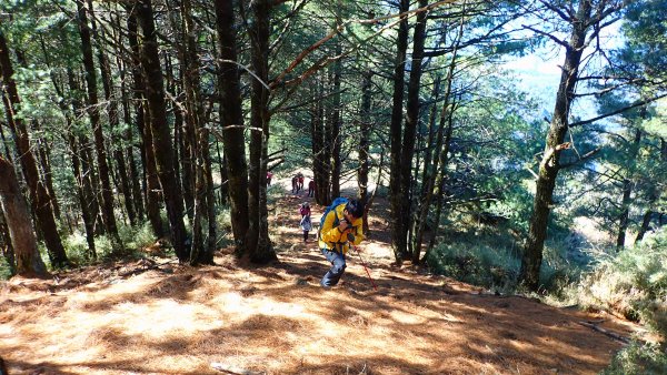 五星級松針步道的平多縱走2837836