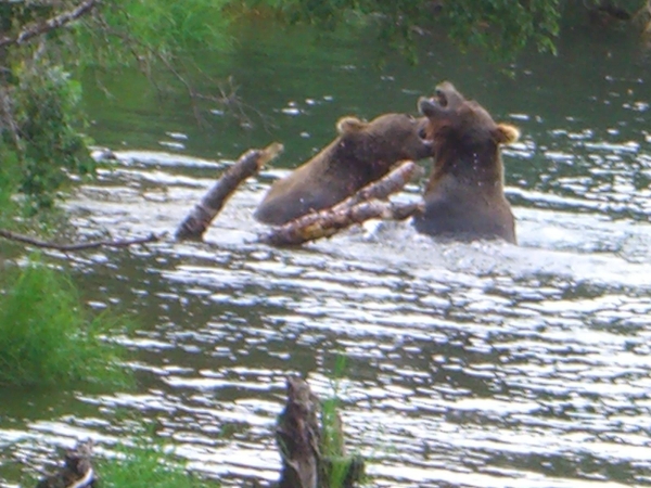 阿拉斯加 露營車 觀賞棕熊 捕食鮭魚健行之旅51895