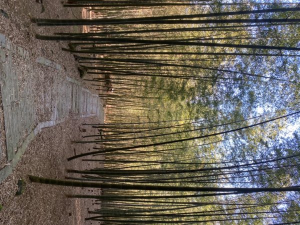 鹿谷大崙尾山、和雅挑竹古道7號、和雅挑竹古道6號O型走2425941