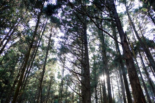 新竹尖石鄉 高島縦走1280674